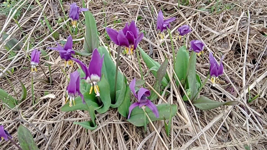 Кандык эритрониум Сибирский