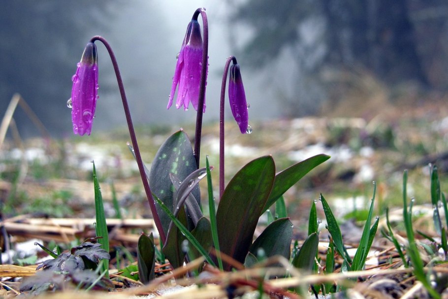 Кандык туолумнийский