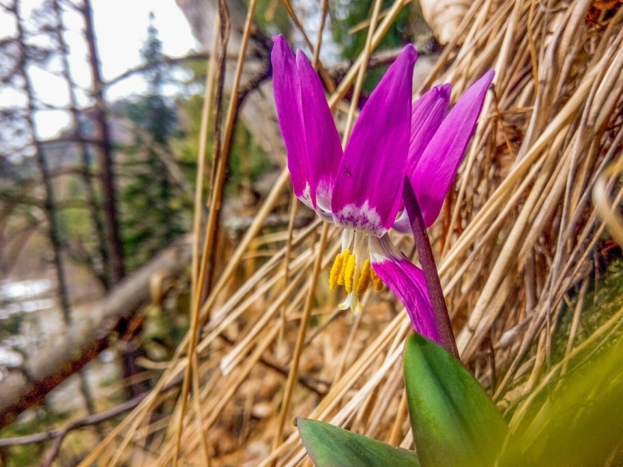 Кандык пересадка и размножение