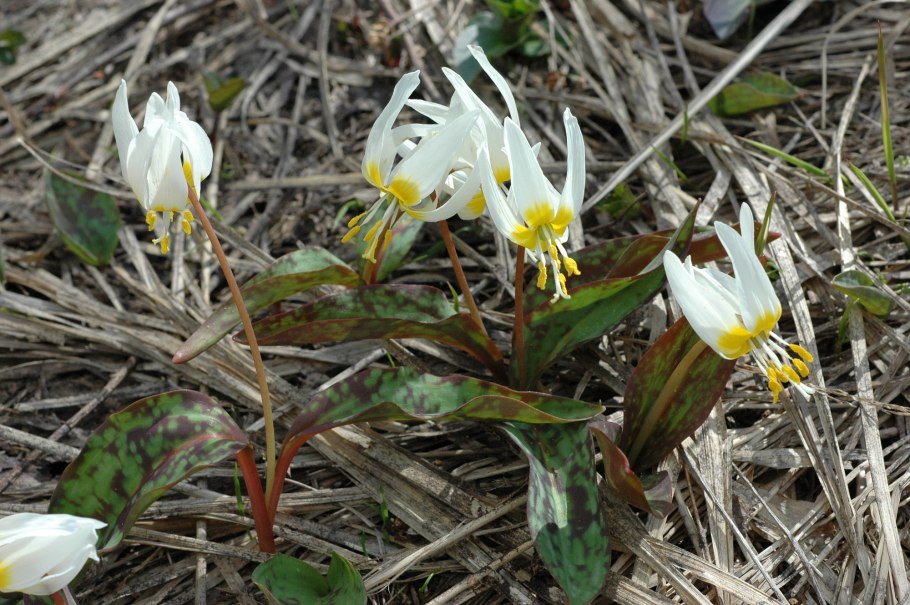 Кандык изящный