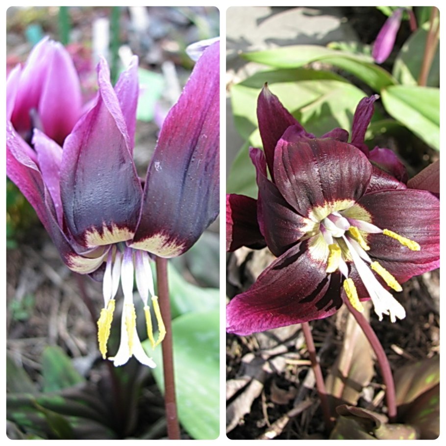 Кандык Сибирский подснежники