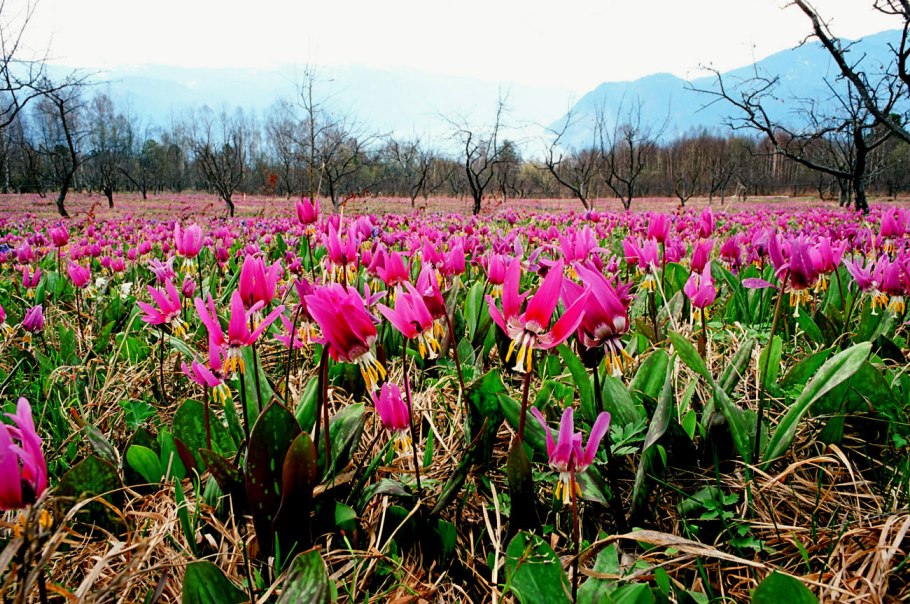 Кандык Сибирский ( Erythronium sibiricum).