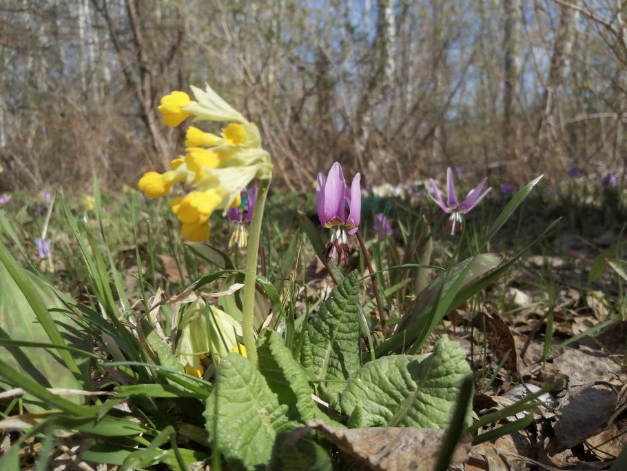 Кандык Сибирский ( Erythronium sibiricum).