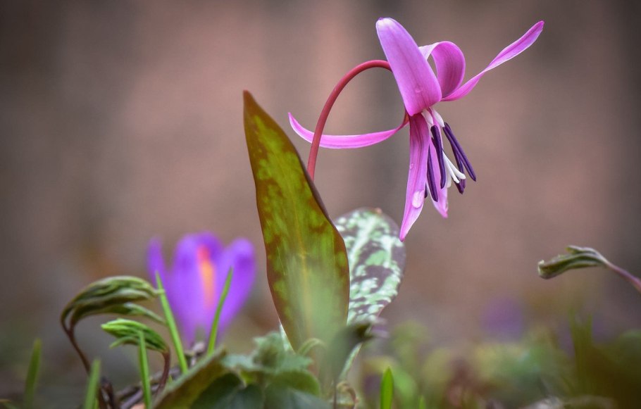 Лилия Кандык