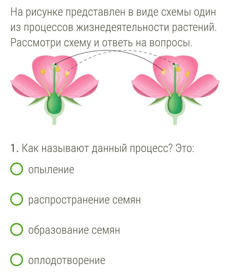 В завязи пестика происходит важнейший процесс