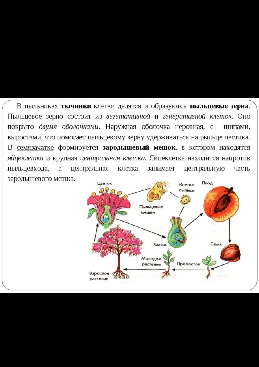 Размножение цветковых растений схема