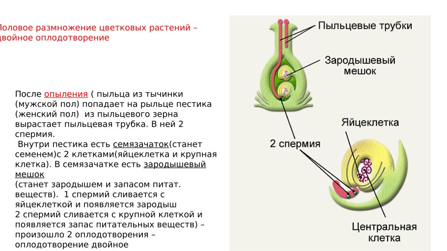 Схема полового размножения цветковых растений