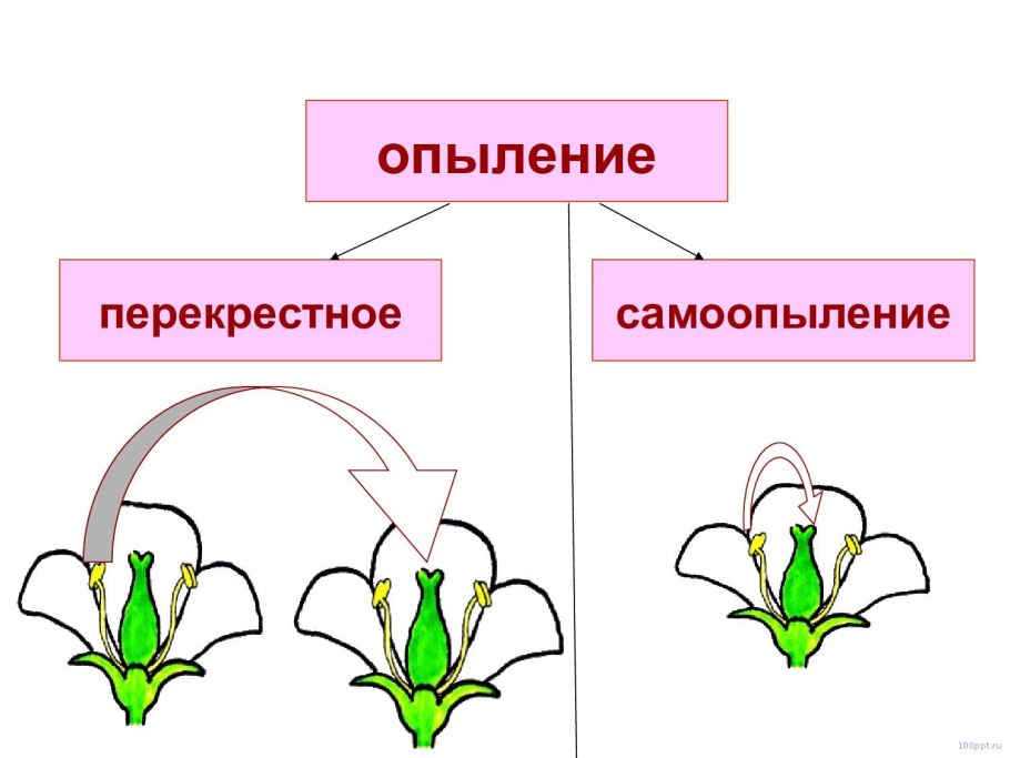 Голопопим в пять лет ню