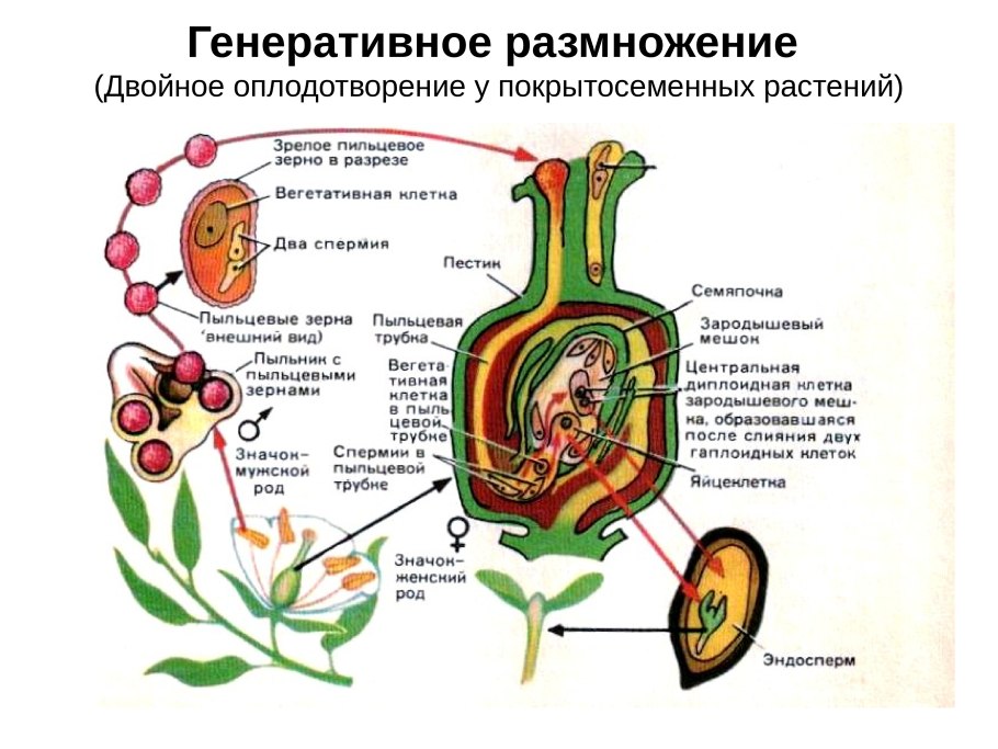 Репродуктивная биология растений