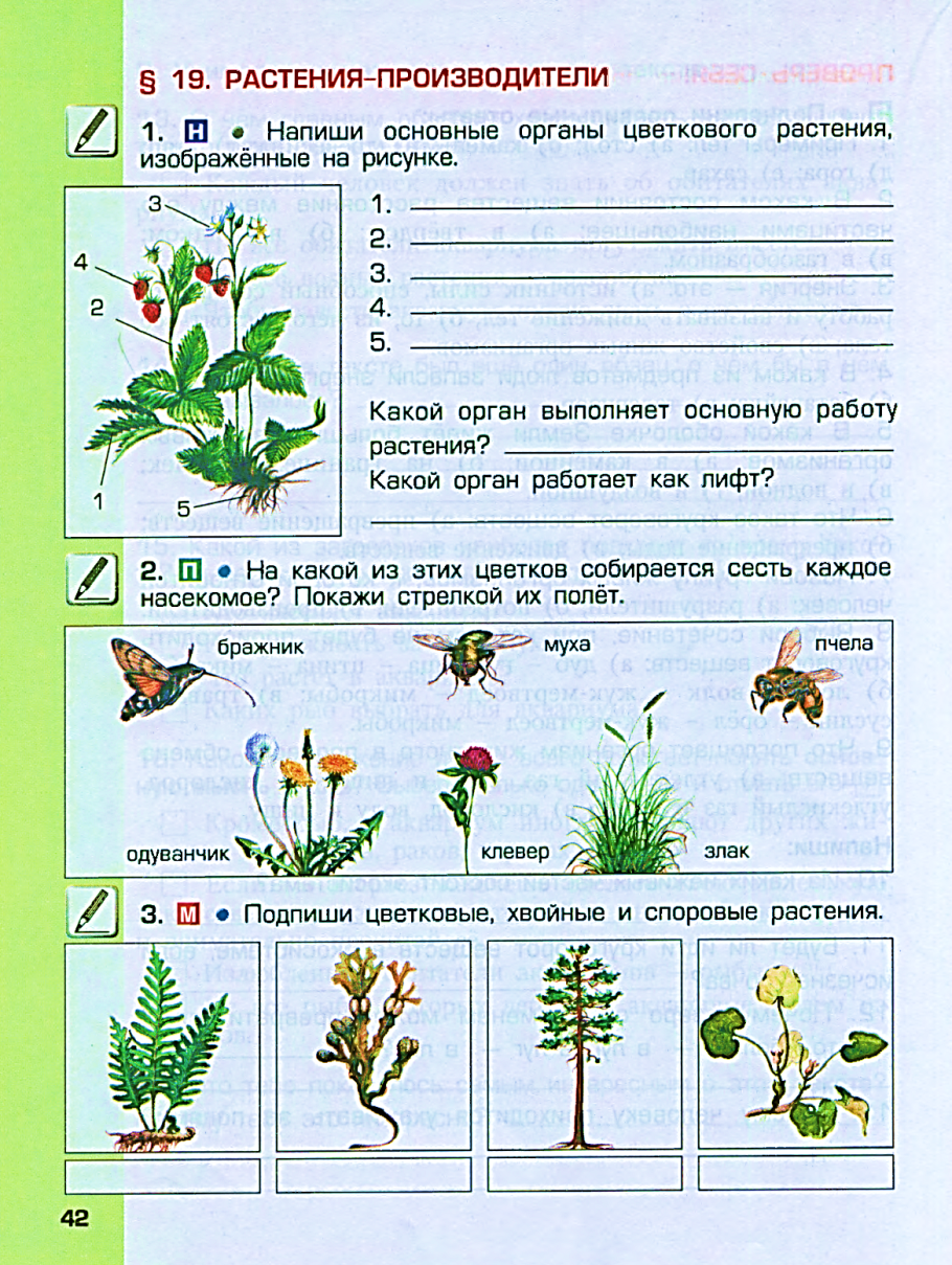 Размножение голосеменных растений сосны