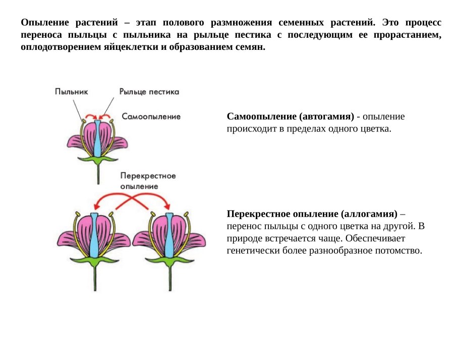 Типы опыления растений схема