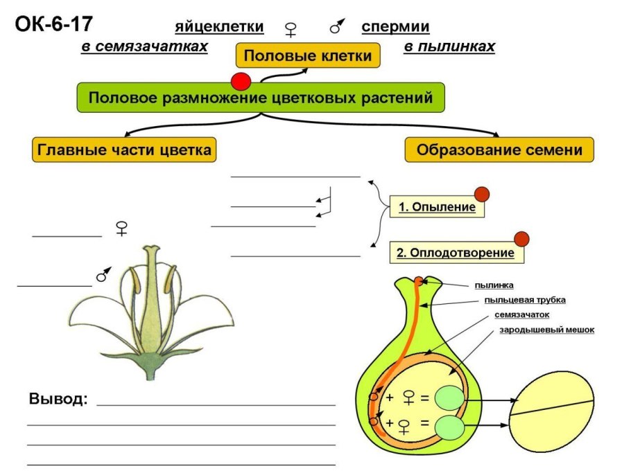 Схема полового размножения покрытосеменных растений