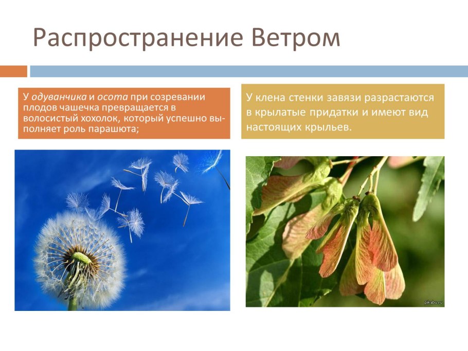 Развитие растений