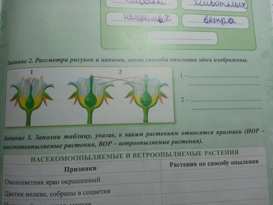 Образуется из центральной клетки зародышевого мешка