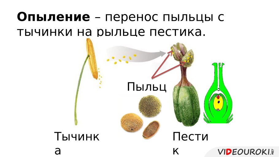 Перенос пыльцы с тычинок на рыльце