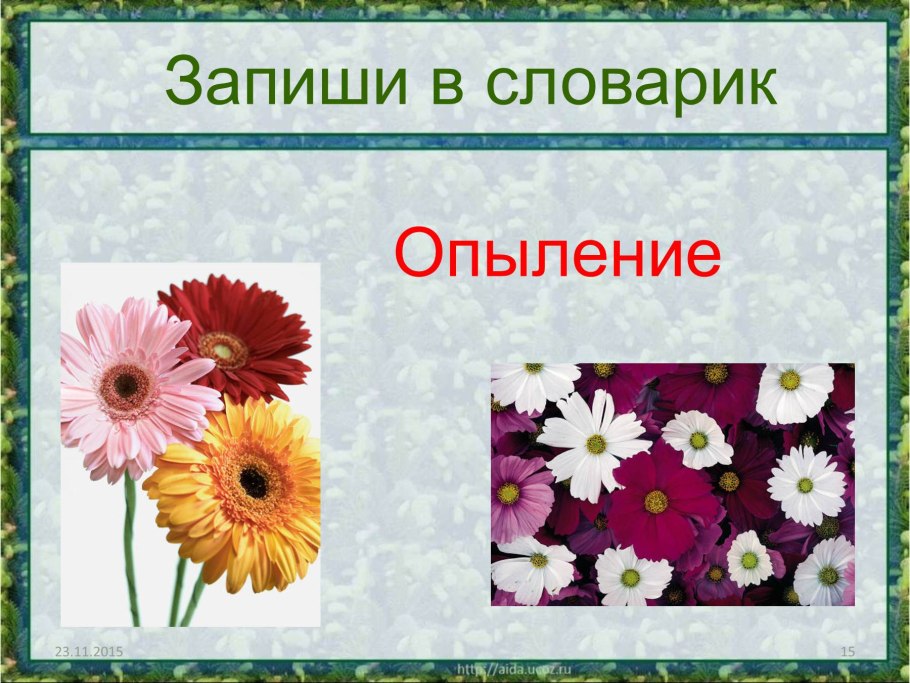 Как пчелы помогают растениям размножаться