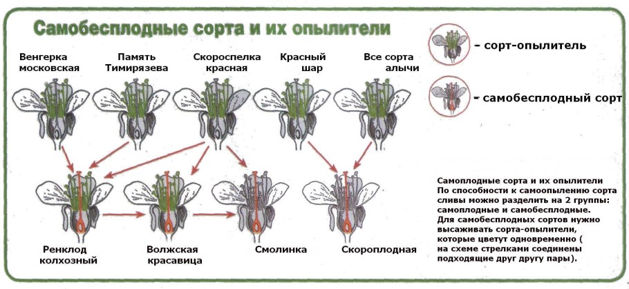 Цикл двойного оплодотворения цветковых растений