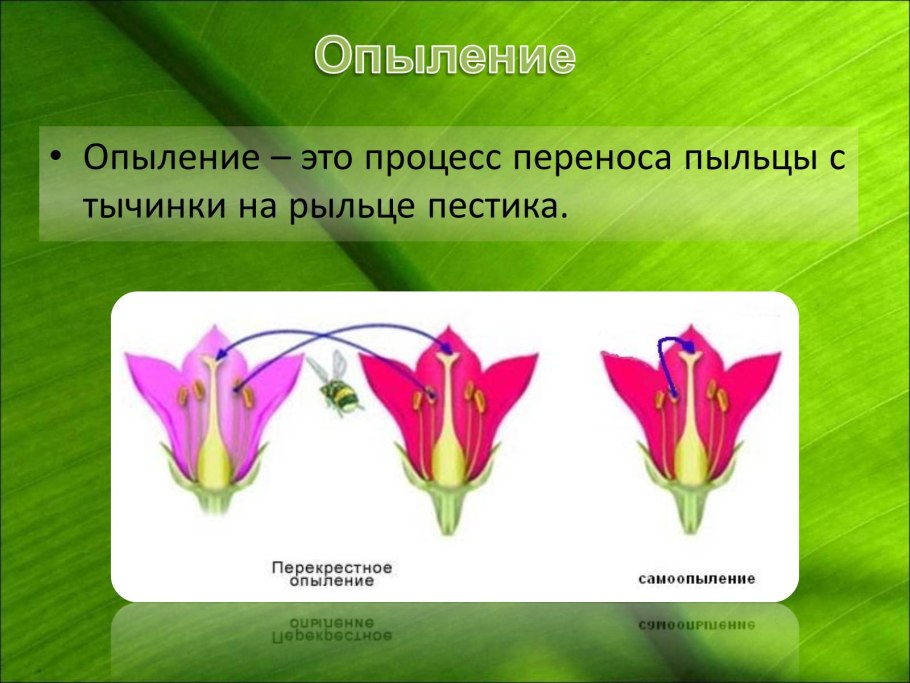 Метод опыления смесью пыльцы Мичурин