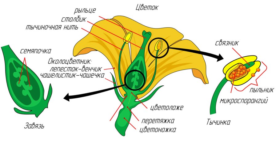 Опыление цветка тюльпана