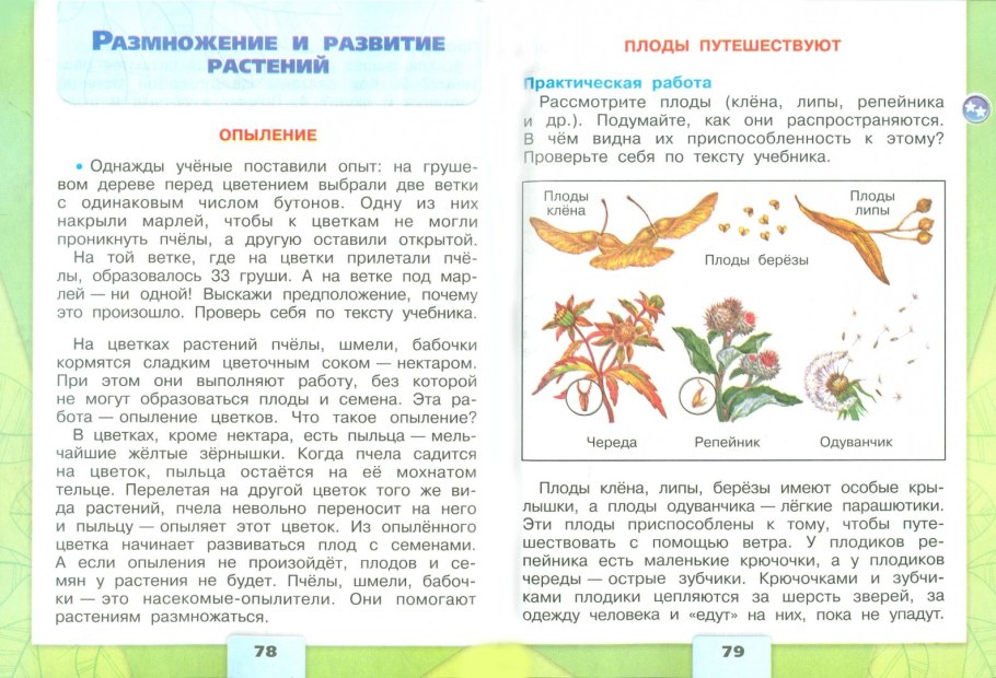Ветроопыляемые и насекомоопыляемые растения