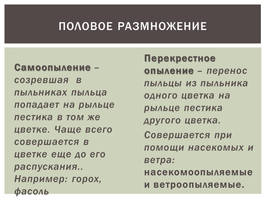 Жизненный цикл развития покрытосеменных растений схема