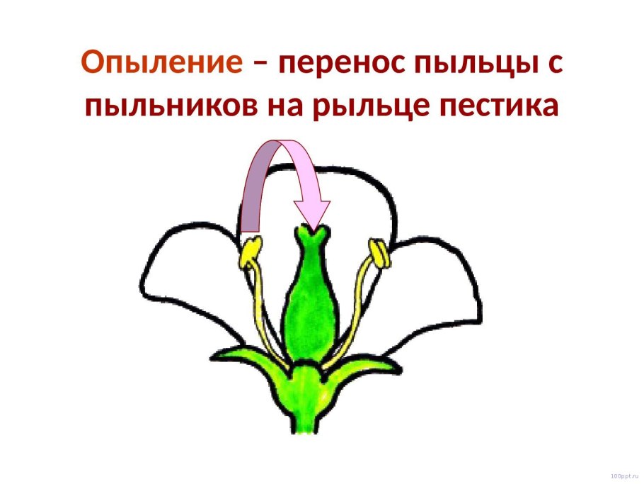 Как размножаются цветок рыбка