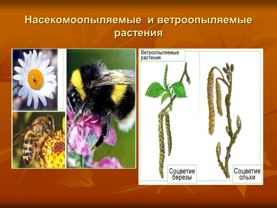 Жизненный цикл голосеменных ЕГЭ