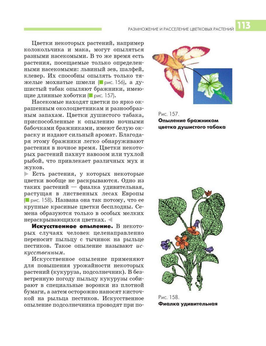 Цветковое растение с сильным ароматом