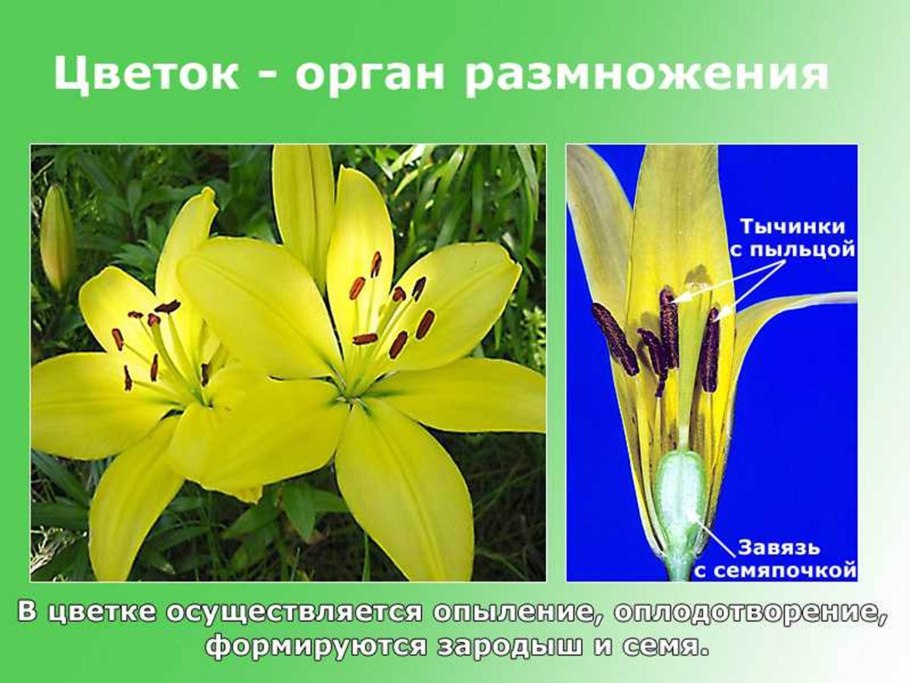 Опыление схема