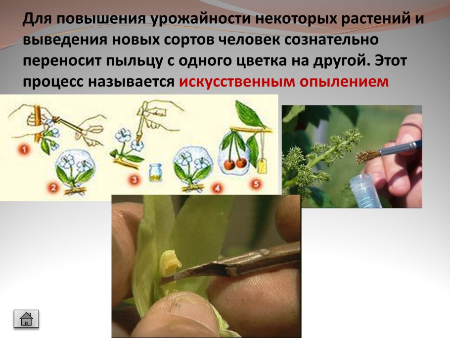 Размножение покрытосеменных растений схема