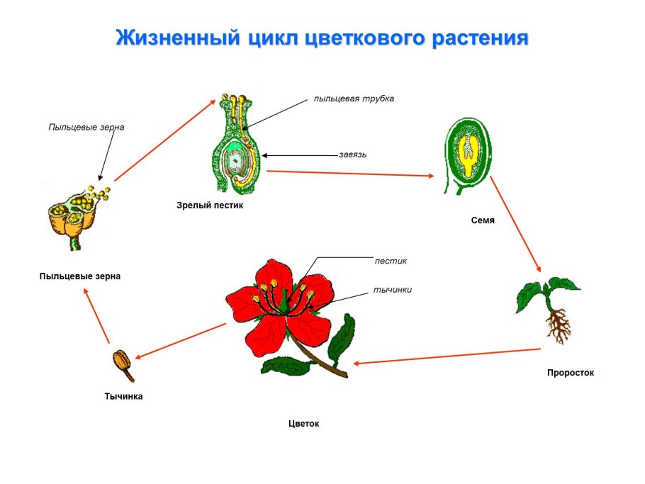 Пестик цветка