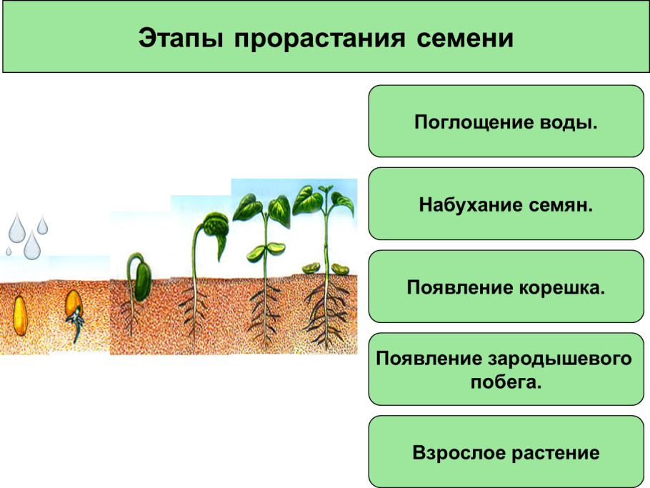 Части цветка схема биология 6