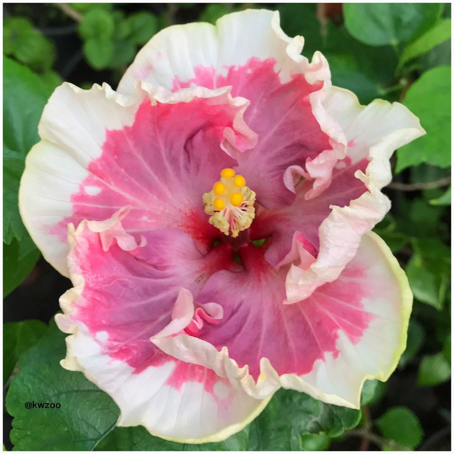 Giant Tropical Flower