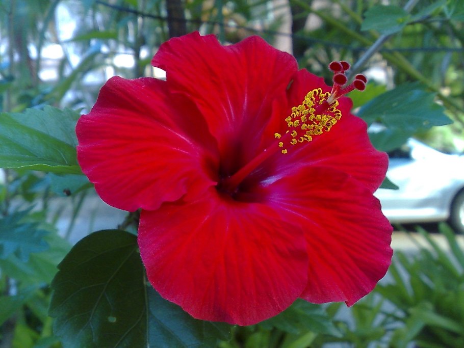 Гибискус Shiva