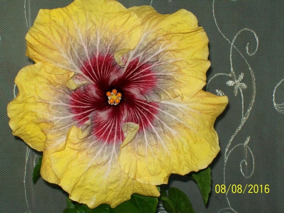 Гибискус пати Фейвор