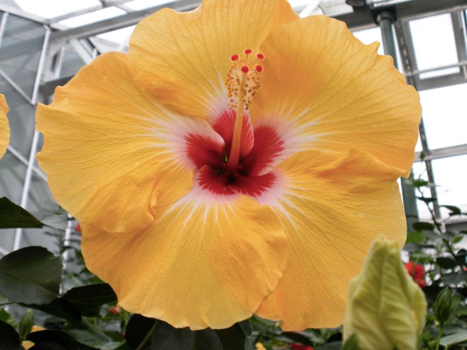 Athenacus гибискус фото