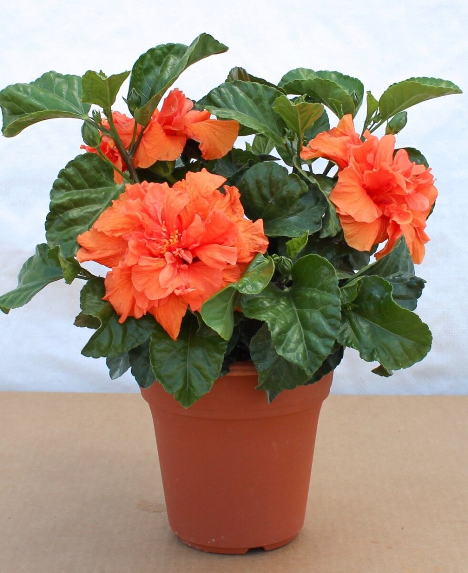 Гибискус китайская роза