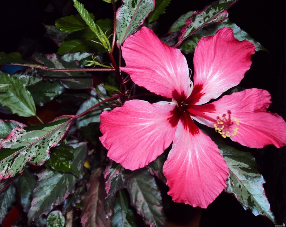 Гибискус Рико