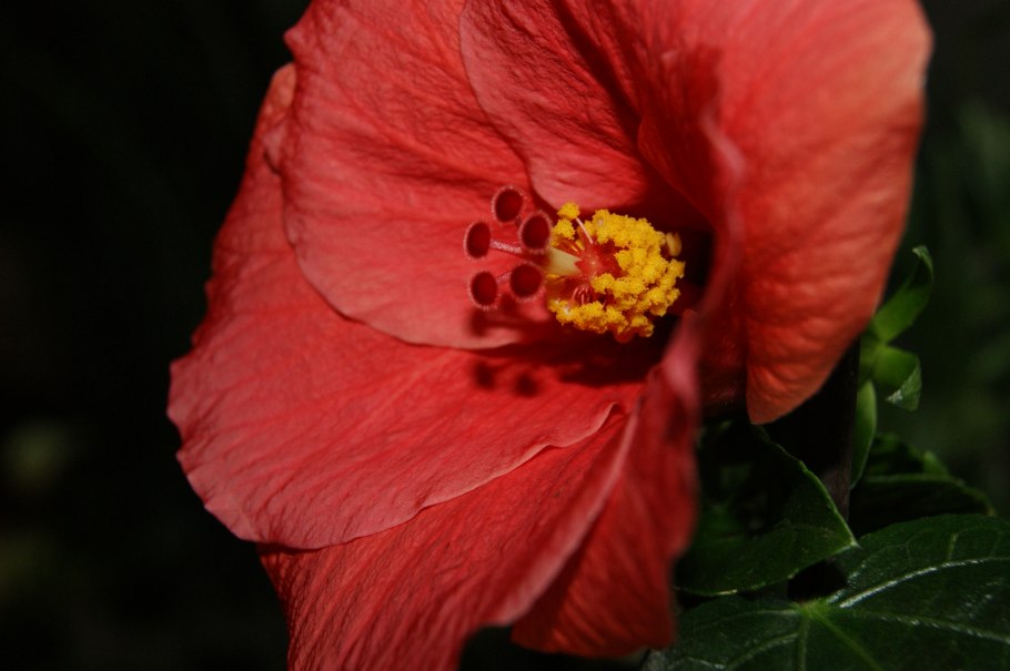 Гибискус Блэк драгон