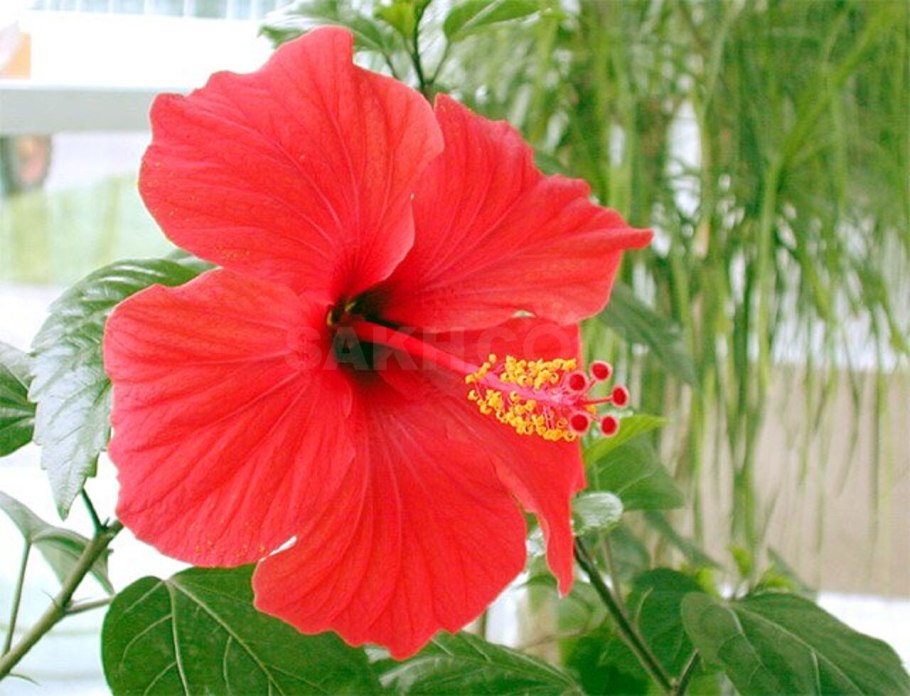 Гибискус Сильвия Гудман