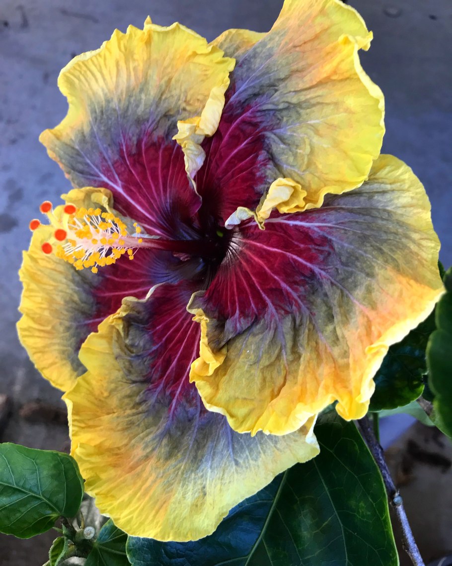 Гибискус Shiva