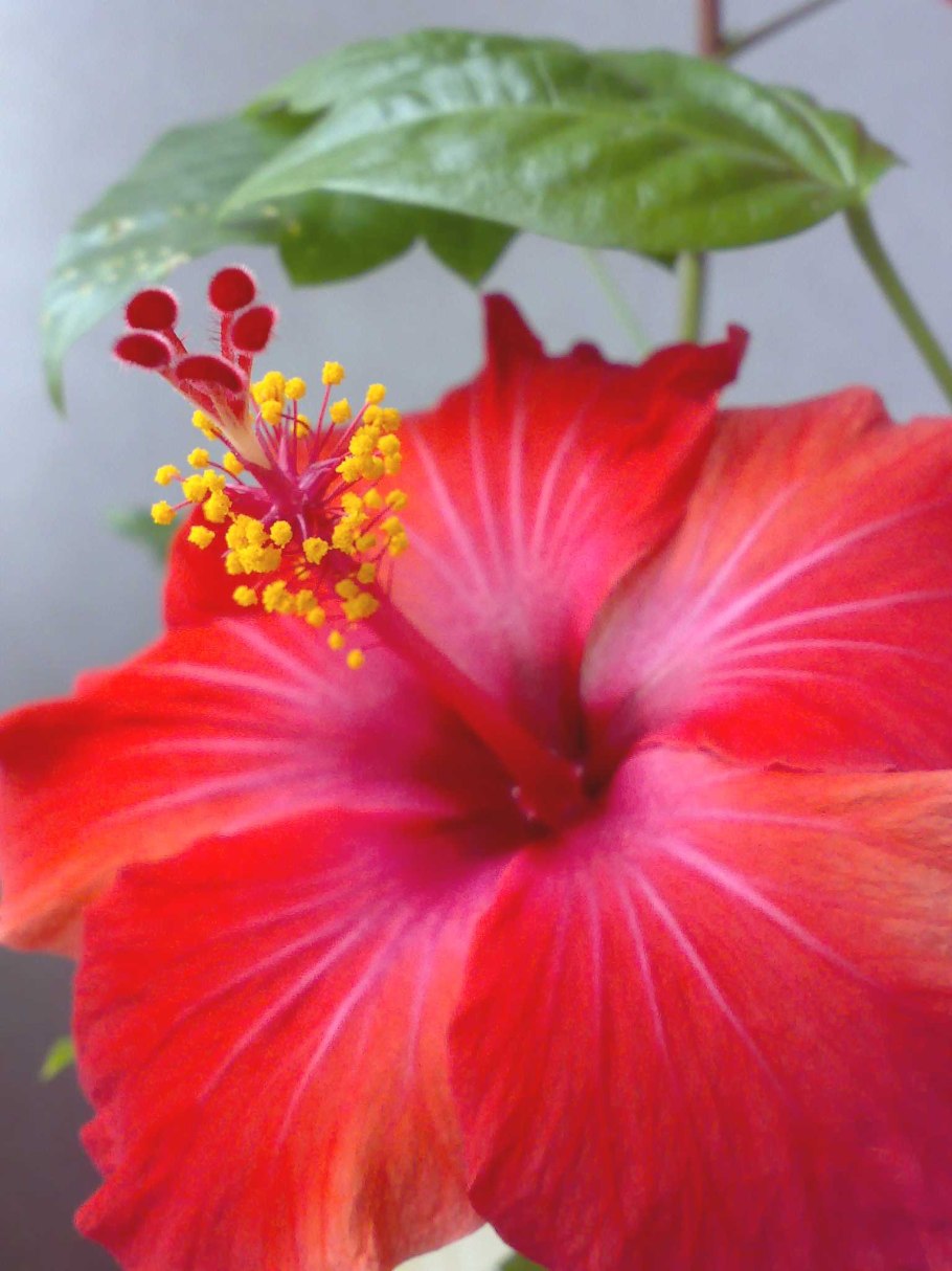 Красный гибискус скин