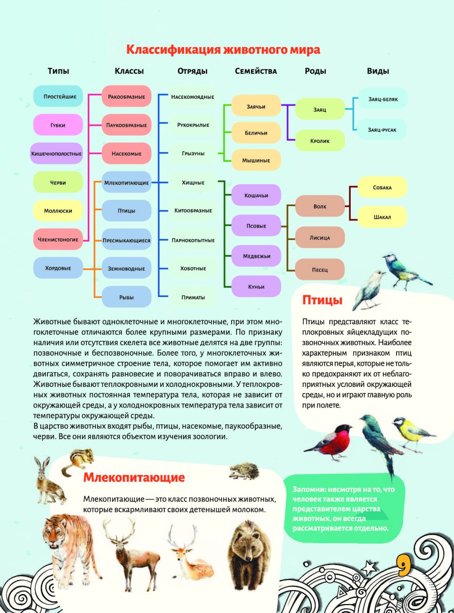 Про классы животных. Типы животных классификация. Царство животных классификация. Классификация животных птицы. Классификация животного мира таблица.