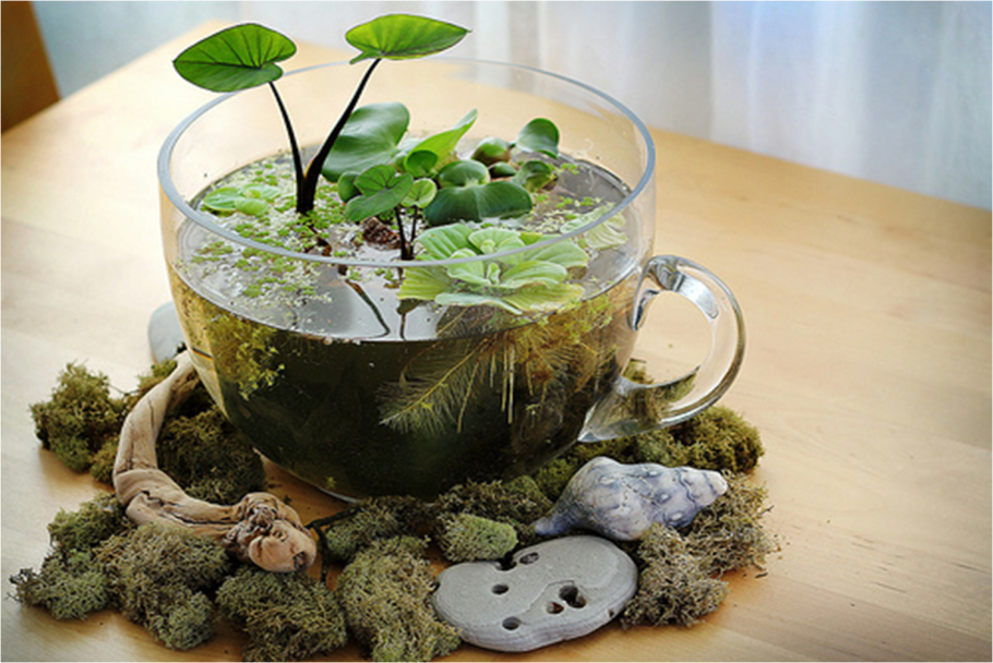 Цветок спатифиллум и Антуриум