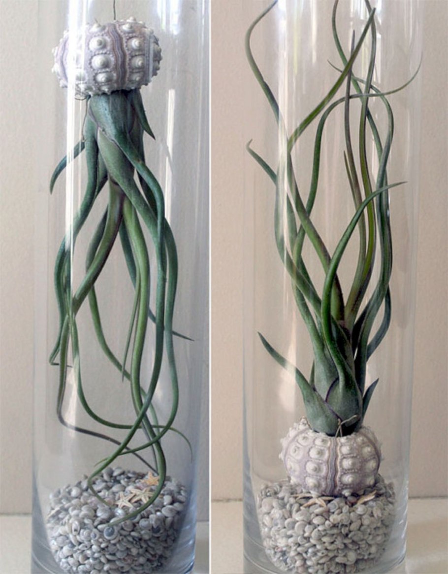 Тилландсия без земли