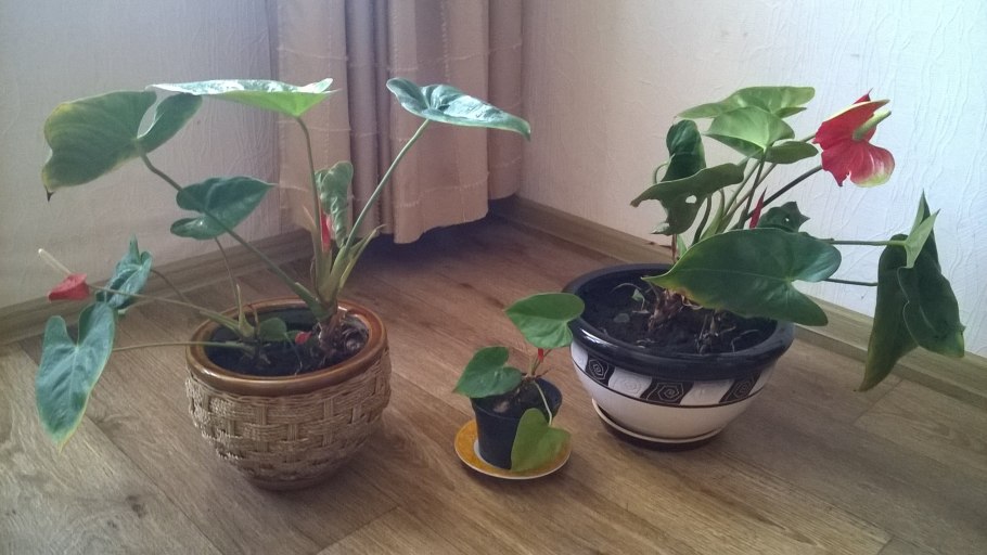 Луковичные в стеклянной вазе