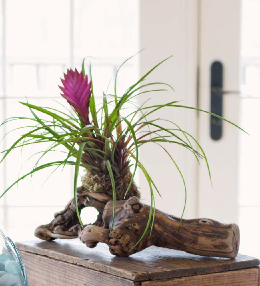 Декор из круглого аквариума