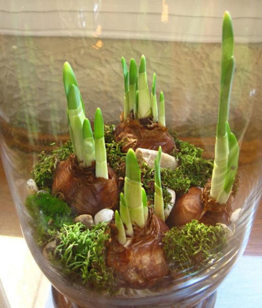 Аквапоника и гидропоника