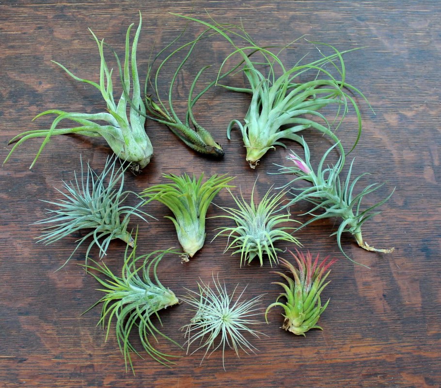 Тилландсия декор