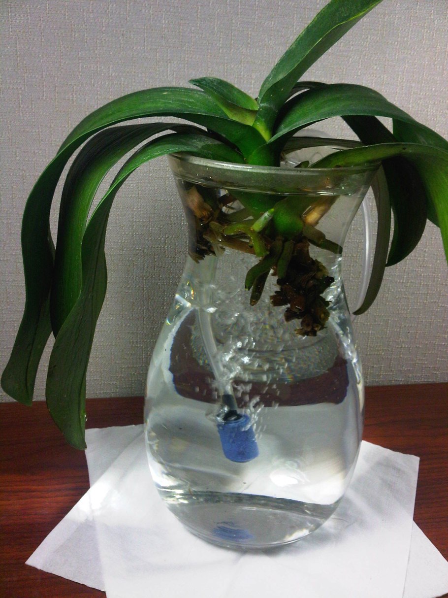 Тилландсия эпифитная